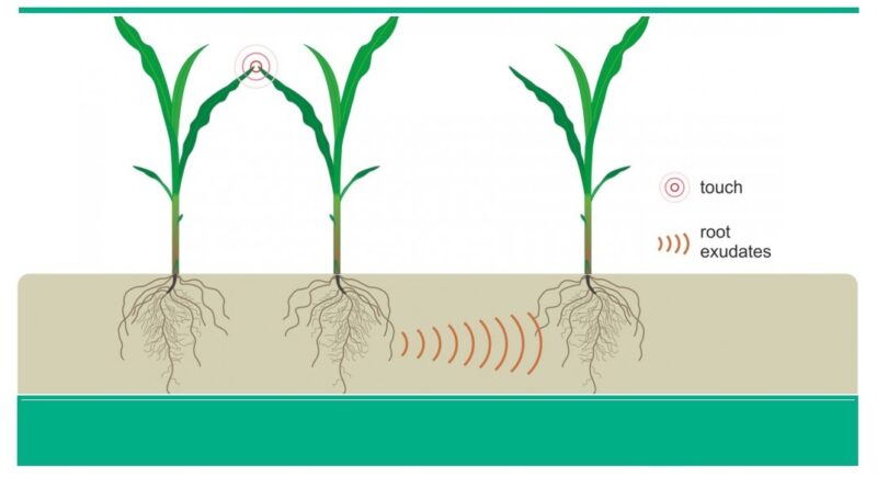 Plants Communicate